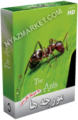 http://www.nyazmarket.com/images/mostanad/Ants/Ants.jpg