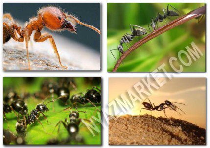 http://www.nyazmarket.com/images/mostanad/Ants/Ants1.jpg
