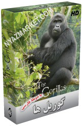 http://www.nyazmarket.com/images/mostanad/Gorilla/Gorilla.jpg