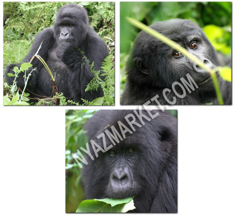 http://www.nyazmarket.com/images/mostanad/Gorilla/Gorilla1.jpg