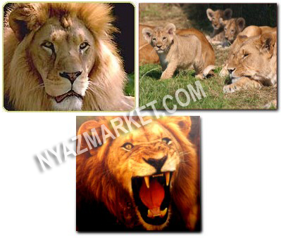 http://www.nyazmarket.com/images/mostanad/Lions/Lions1.jpg