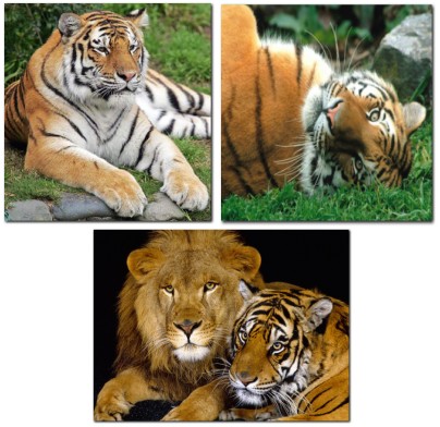 http://www.nyazmarket.com/images/mostanad/Tigers/Panthera-Tigris1.jpg