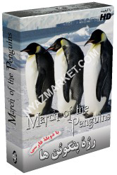http://www.nyazmarket.com/images/mostanad/penguins/penguins.jpg