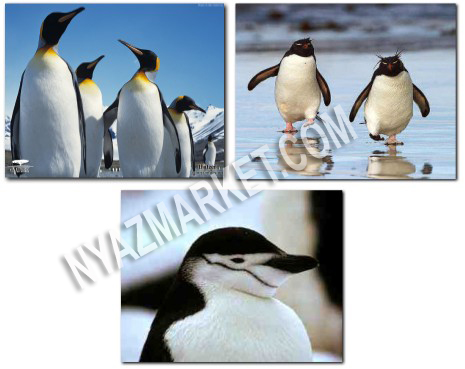 http://www.nyazmarket.com/images/mostanad/penguins/penguins1.jpg