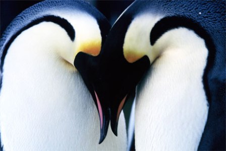 http://www.nyazmarket.com/images/mostanad/penguins/penguins2.jpg