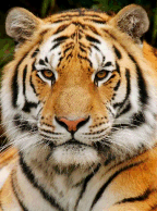 مستند ببرها Panthera Tigris (دوبله فارسی)